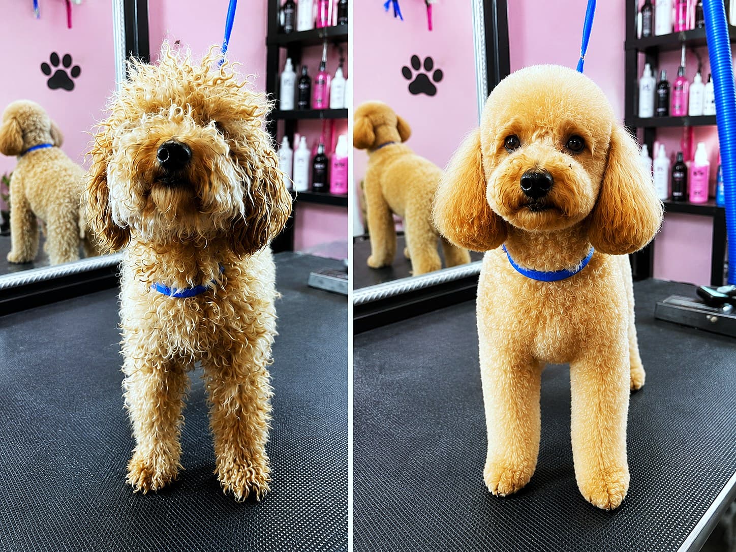 Before and after: a curly apricot coat, matted then trimmed