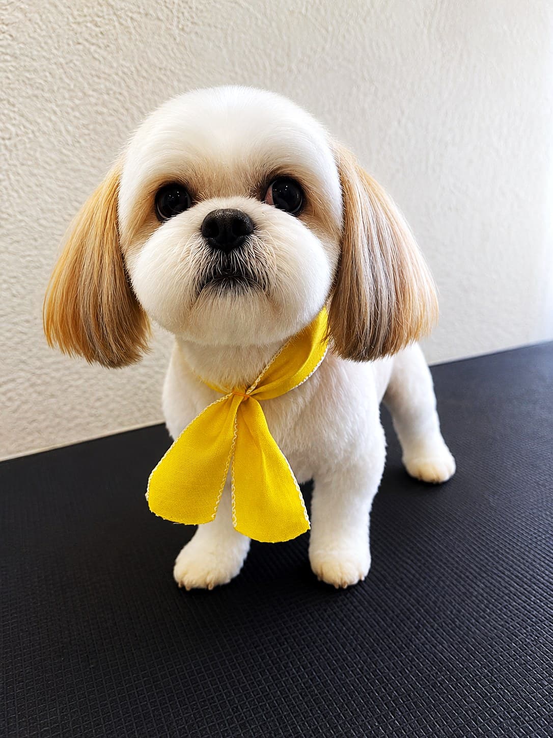 A Shih Tzu with a yellow bow after a groom